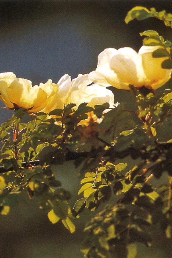 Trauer-Erinnerungsbildchen Wildrosen mit weißen Blüten