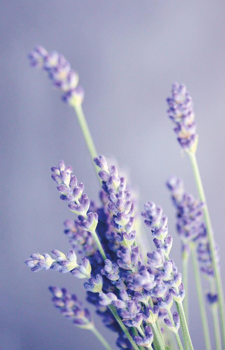 Glückwunschkarte mit blühendem Lavendel für viele Anlässe geeignet, ohne Gruß