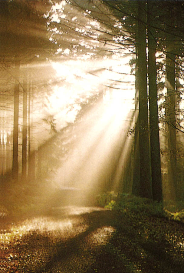 Vorderseite Sterbe Erinnerungsbild lichtdurchfluteter Wald