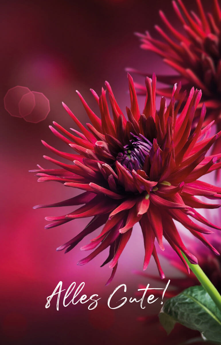 Glückwunschkarte mit Dahlienblüte auf bordeauxrotem Hintergrund und Gruß "Alles Gute!"