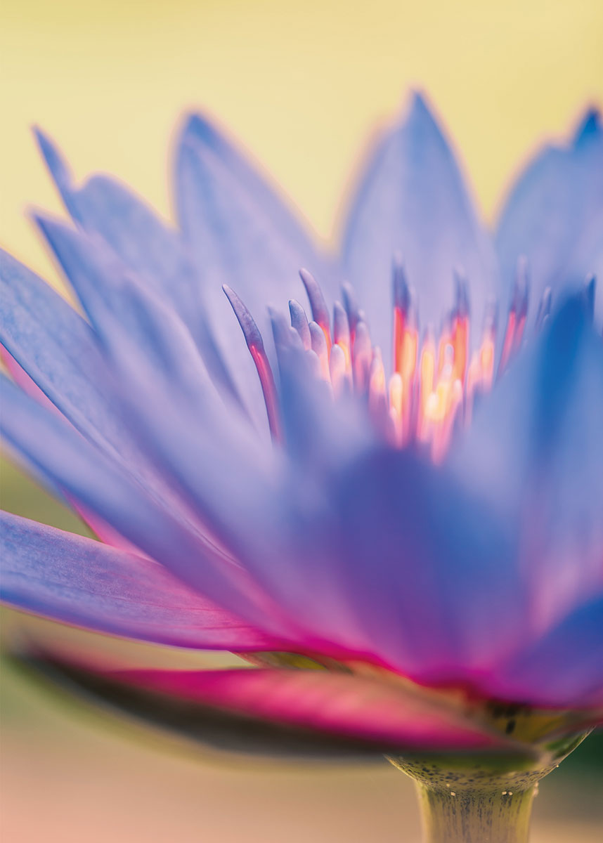 Glückwunschkarte mit fliederfarbener Blüte, ohne Gruß, für viele Anlässe geeignet