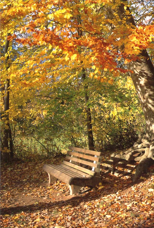 Trauer-Erinnerungskärtchen zum Verteilen mit Bank im Laub des Herbstwaldes und passendem Spruch