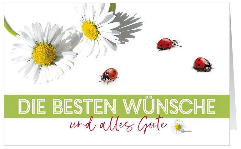 Universelle Glückwunschkarte mit Marienkäfer, weißen Blüten und besten Wünschen