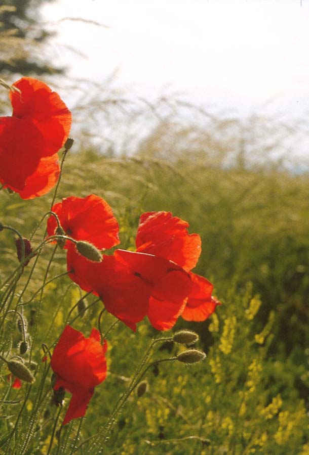 Trauer Erinnerungs-Bildchen Karte mit rotem Klatschmohn - Vorderseite