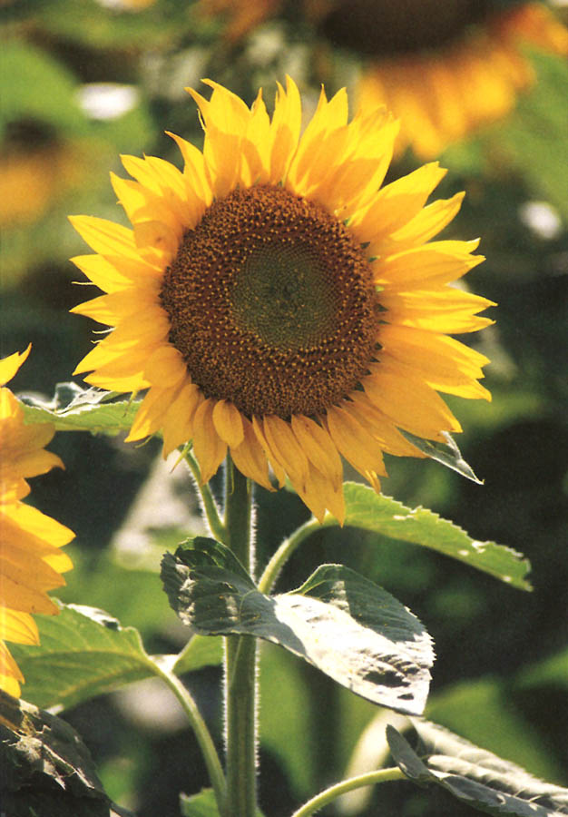 Trauer-Erinnerungskärtchen mit blühender Sonnenblume und passendem Zitat