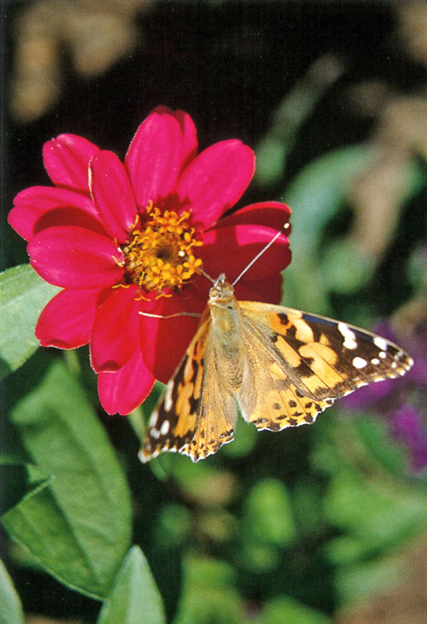 Sterbebildchen "Schmetterling an Blüte" mit passendem Zitat von Augustinus