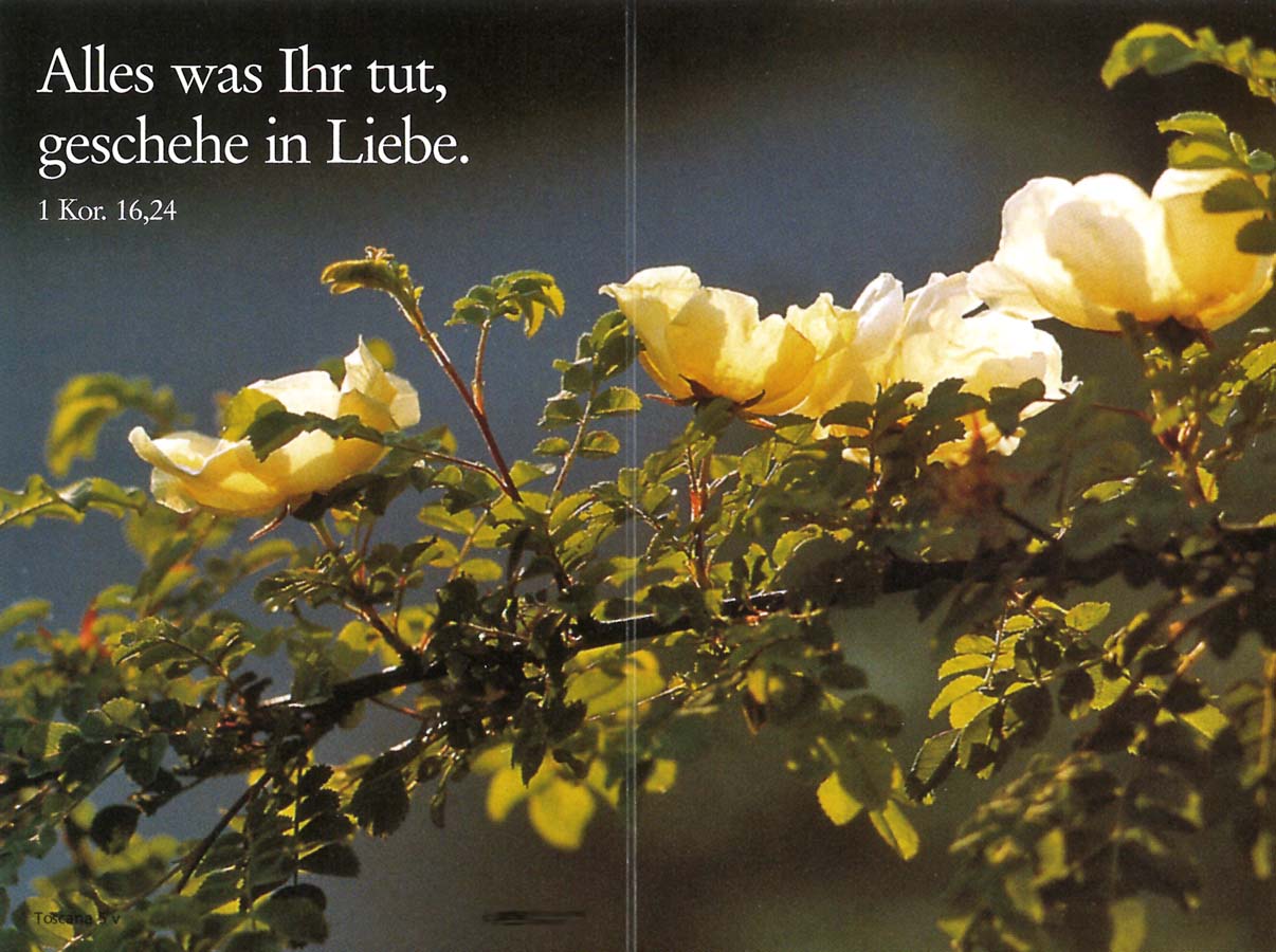 Trauer-Erinnerungsbildchen Wildrosen mit weißen Blüten uns Spruch "Alles was Ihr tut, geschehe in Liebe.