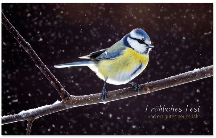 Tierischer Weihnachtsgruß mit putziger Blaumeise auf kahlem Zweig und Weihnachtsgruß