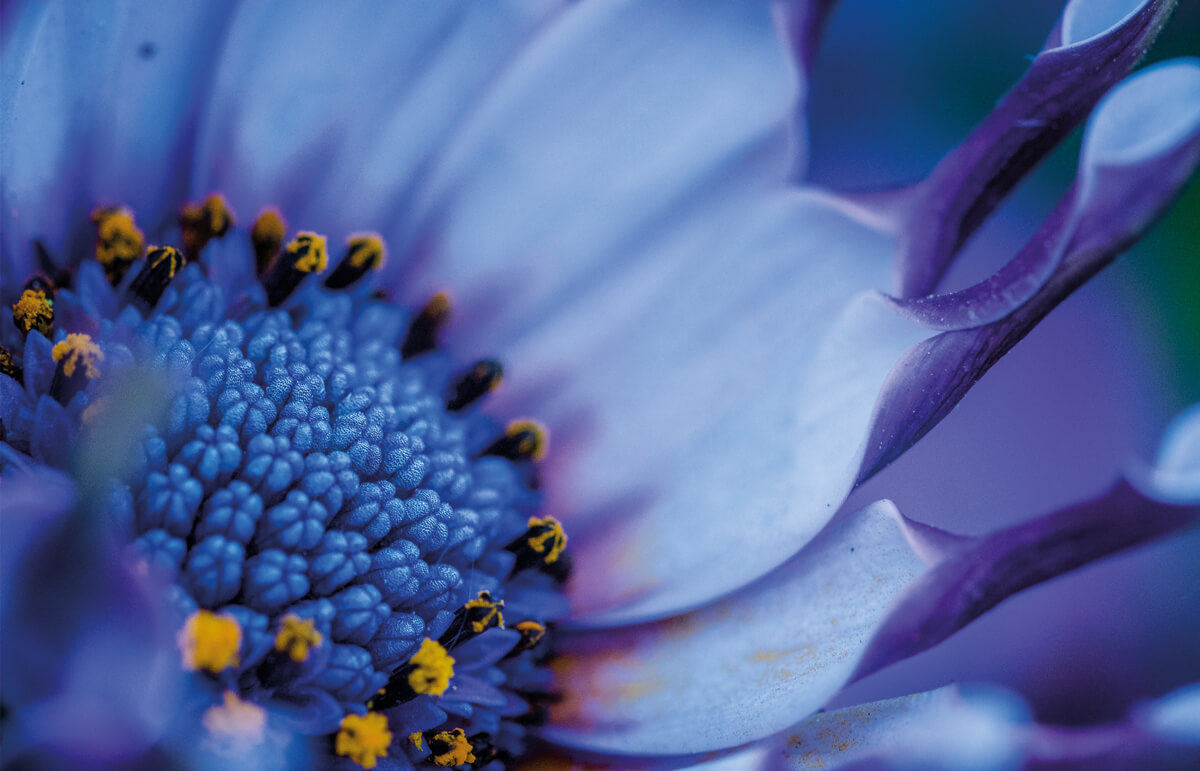 Glückwunschkarte mit Makroaufnahme einer violett-blauen Blüte für viele Anlässe