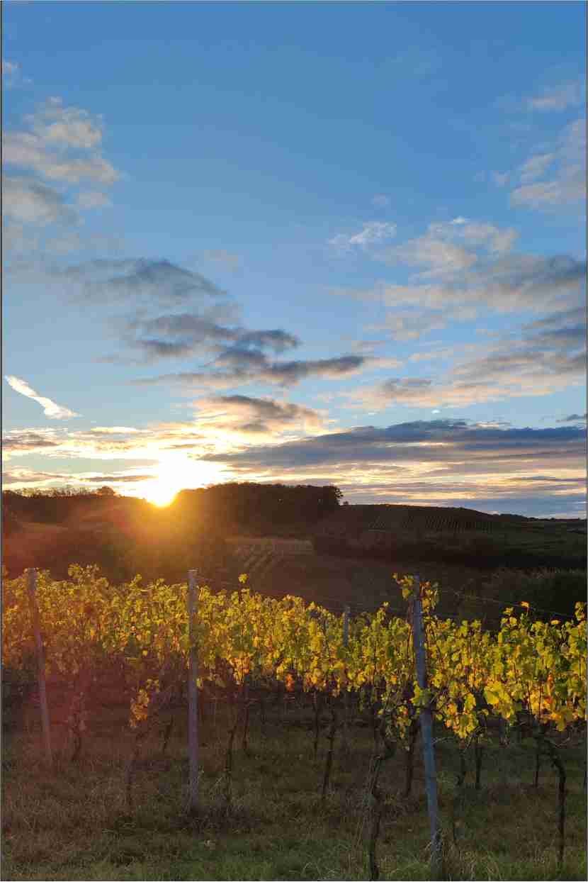 Vorderseite Trauer Erinnerungsbildchen Klappkarte, mit Fotodruck Sonnenaufgang im Weinberg