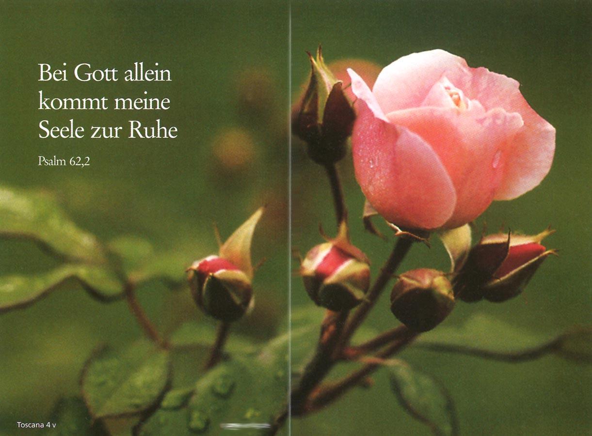 Trauer Erinnerungsbild mit rosa / lachsfarbener Rosenblüte und Trauerspruch, aufgeklappte Außenseite