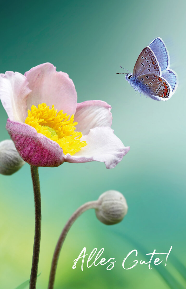 Glückwunschkarte mit Schmetterling und Blüte sowie dem Gruß "Alles Gute"