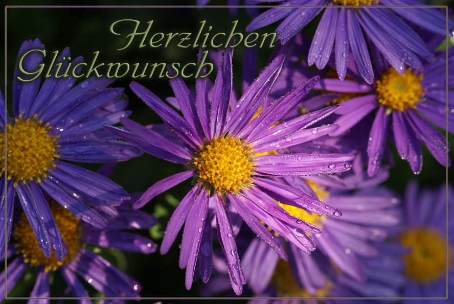 Glückwunschkarte 09998sw Grußkarte Blüte blaue Aster