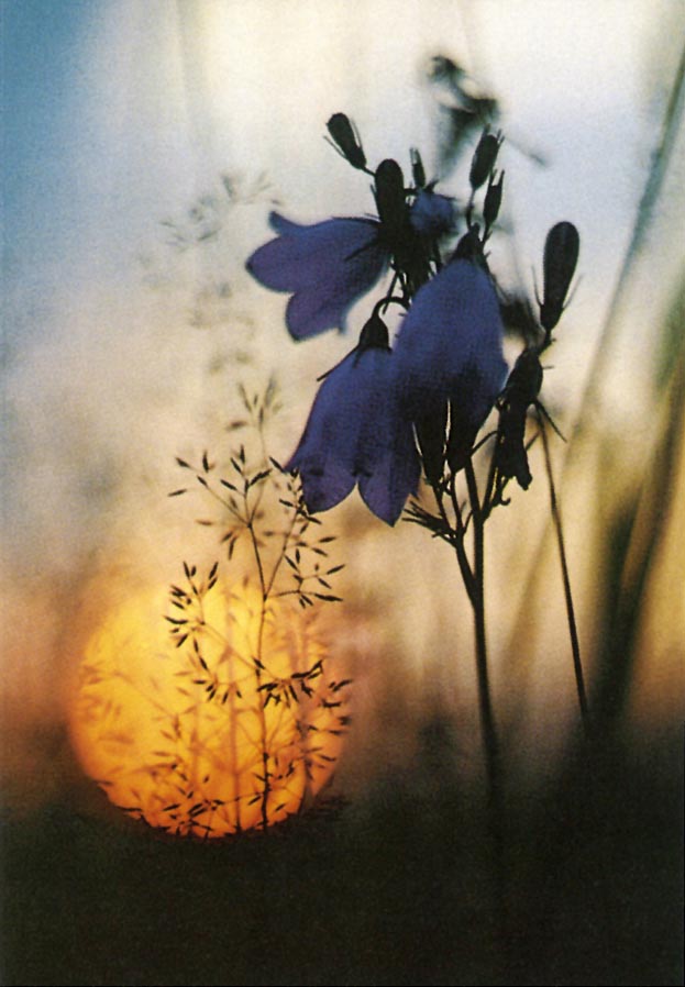 Trauer Erinnerungsbildchen / Sterbebilder Klappkärtchen "Glockenblume im Sonnenuntergang" für die Trauerfeier