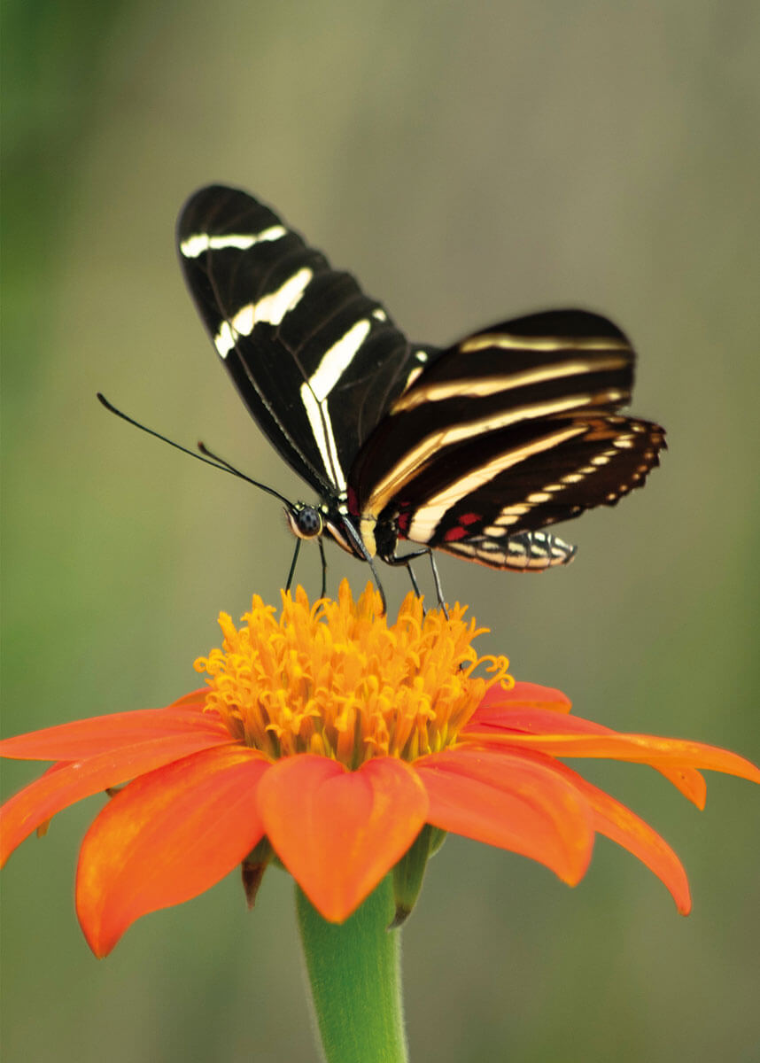 Glückwunschkarte mit Nahaufnahme eines Schmetterlings auf orangefarbener Blüte