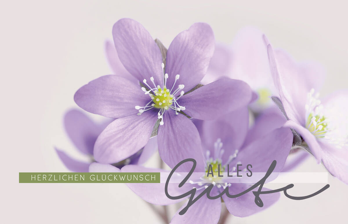 Violette Glückwunschkarte mit Makroaufnahme von Blüten und "Alles Gute"