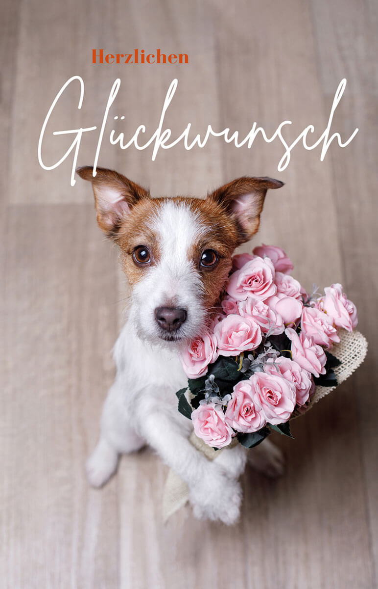 Goldige Glückwunschkarte mit Jack Russel Terrier als Blumenbote und rosafarbenen Rosen