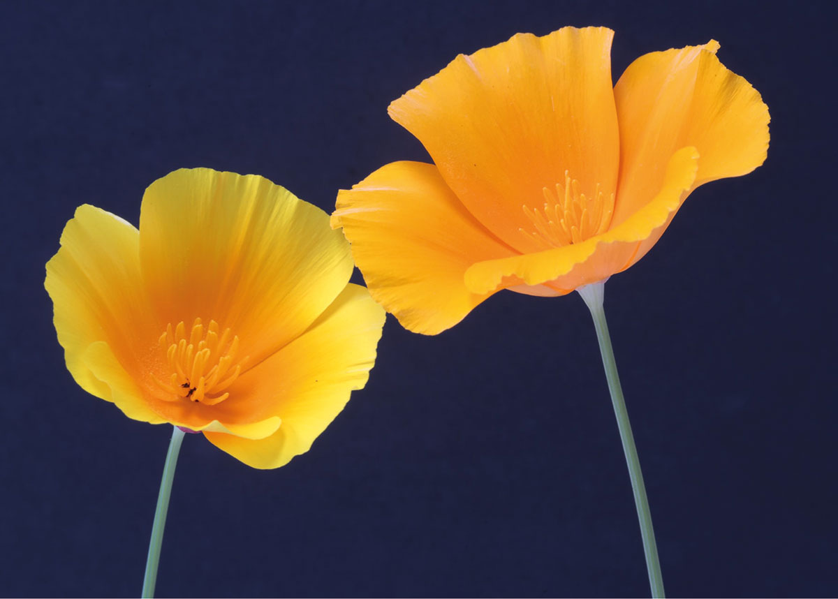 Blumen-Motivkarte mit gelben Blüten in Großaufnahme, für viele Anlässe geeignet