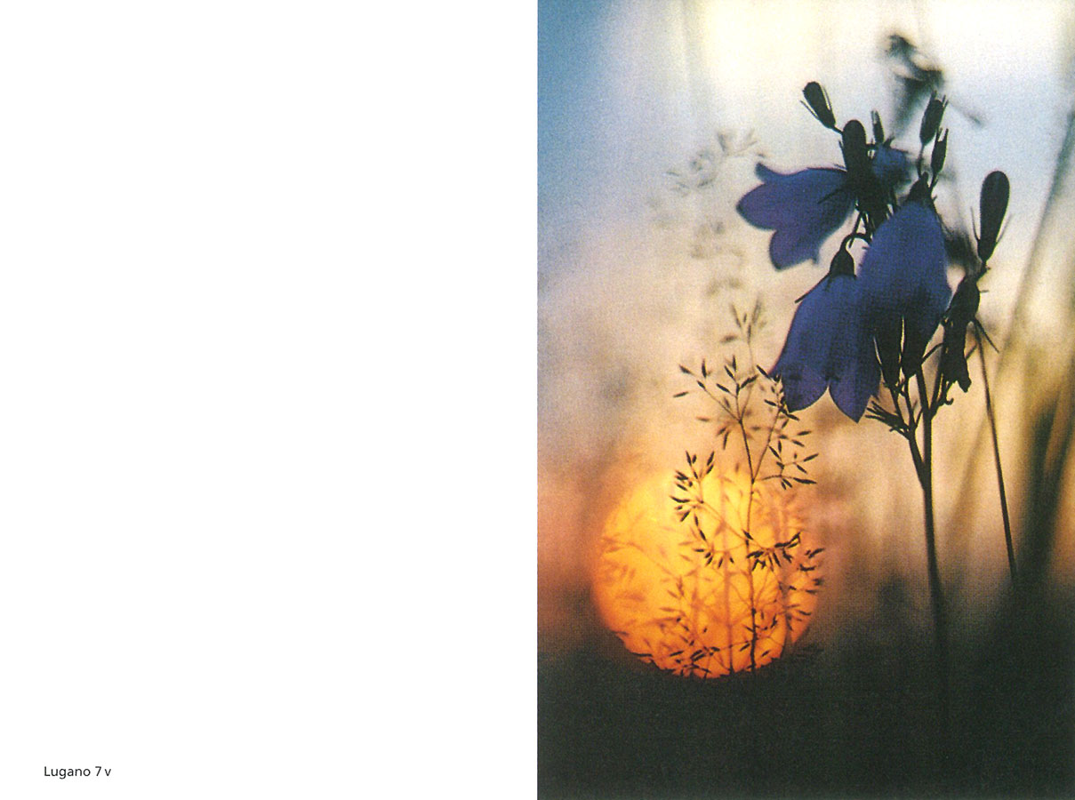 Sterbebildchen mit einzelner Blüte und Gräsern im Licht der untergehenden Sonne