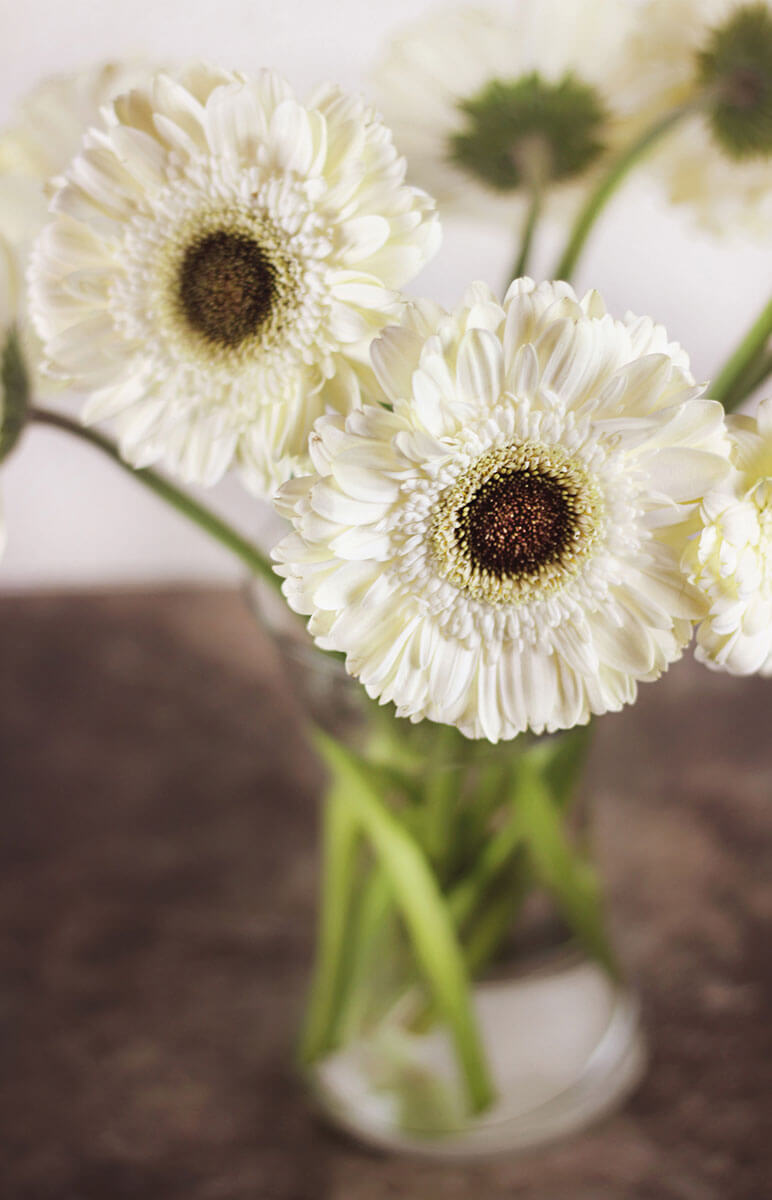 Glückwunschkarte für viele Anlässe mit weißen Gerberas in einer Glasvase, ohne Gruß