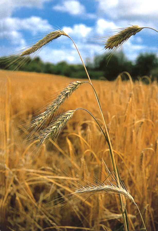 Sterbebildchen mit einem Feld reifer Getreideähren und passendem Zitat auf der Rückseite